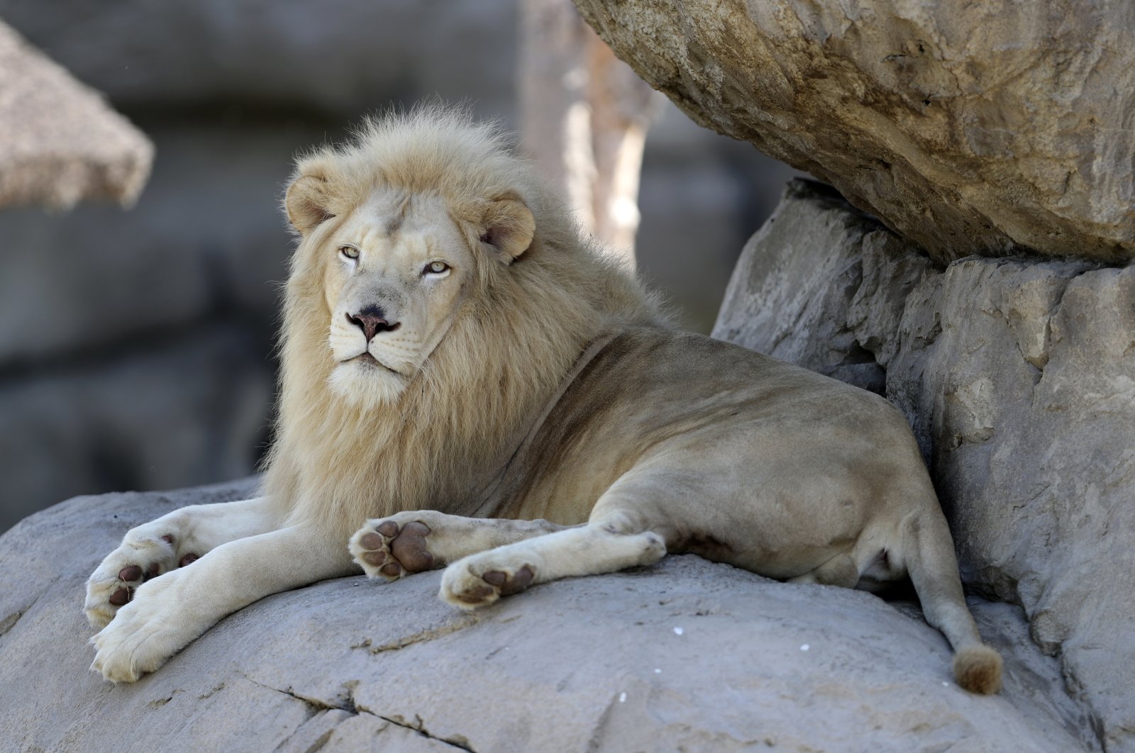 African lion, Alex, looks out from its enclosure at the Dubai Safari Park in Dubai, United Arab Emirates, Oct. 15, 2020. (AP Photo)