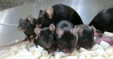 Healthy mice produced from sperm cells that were freeze-dried, stored in a sealed capsule and preserved on the orbiting International Space Station are seen in a laboratory in Japan. (University of Yamanashi via Reuters)