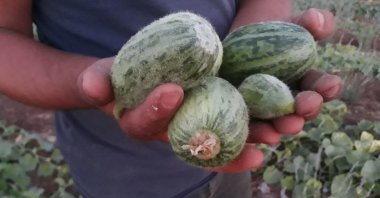 A man holds the fruit of the şelengo plant, a member of the gourd family, in Şanlıurfa, Turkey, June 14, 2021. (IHA Photo)