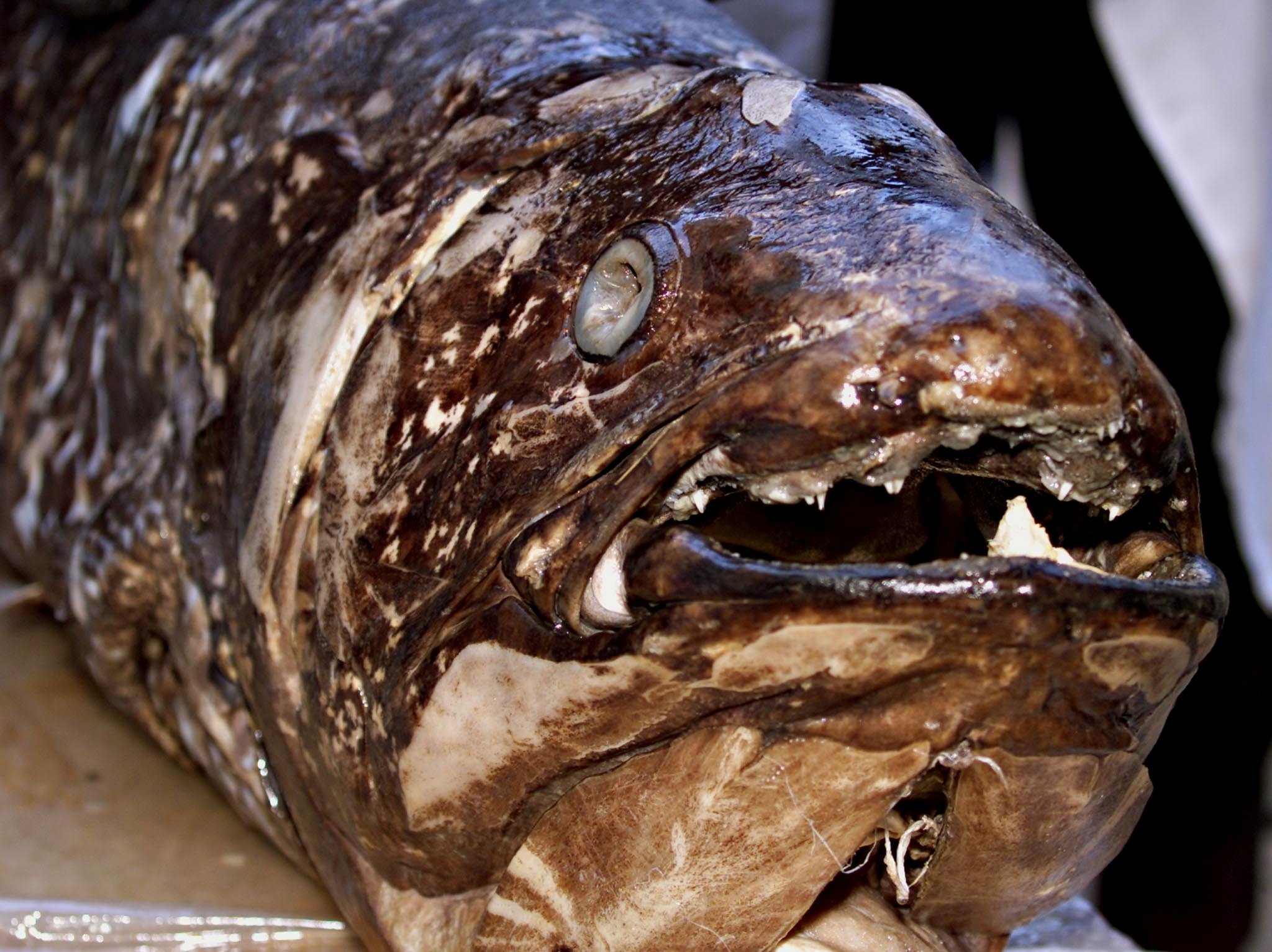 Department of fish studies personnel at the National Museum of Kenya displays a coelacanth weighing 77 kilograms (169 pounds) and measuring 1.7 meters (5.5 feet) that was caught by Kenyan fishermen in the coastal town of Malindi in April 2001, in Kenya
 Nov. 19, 2001. (Reuters File Photo)