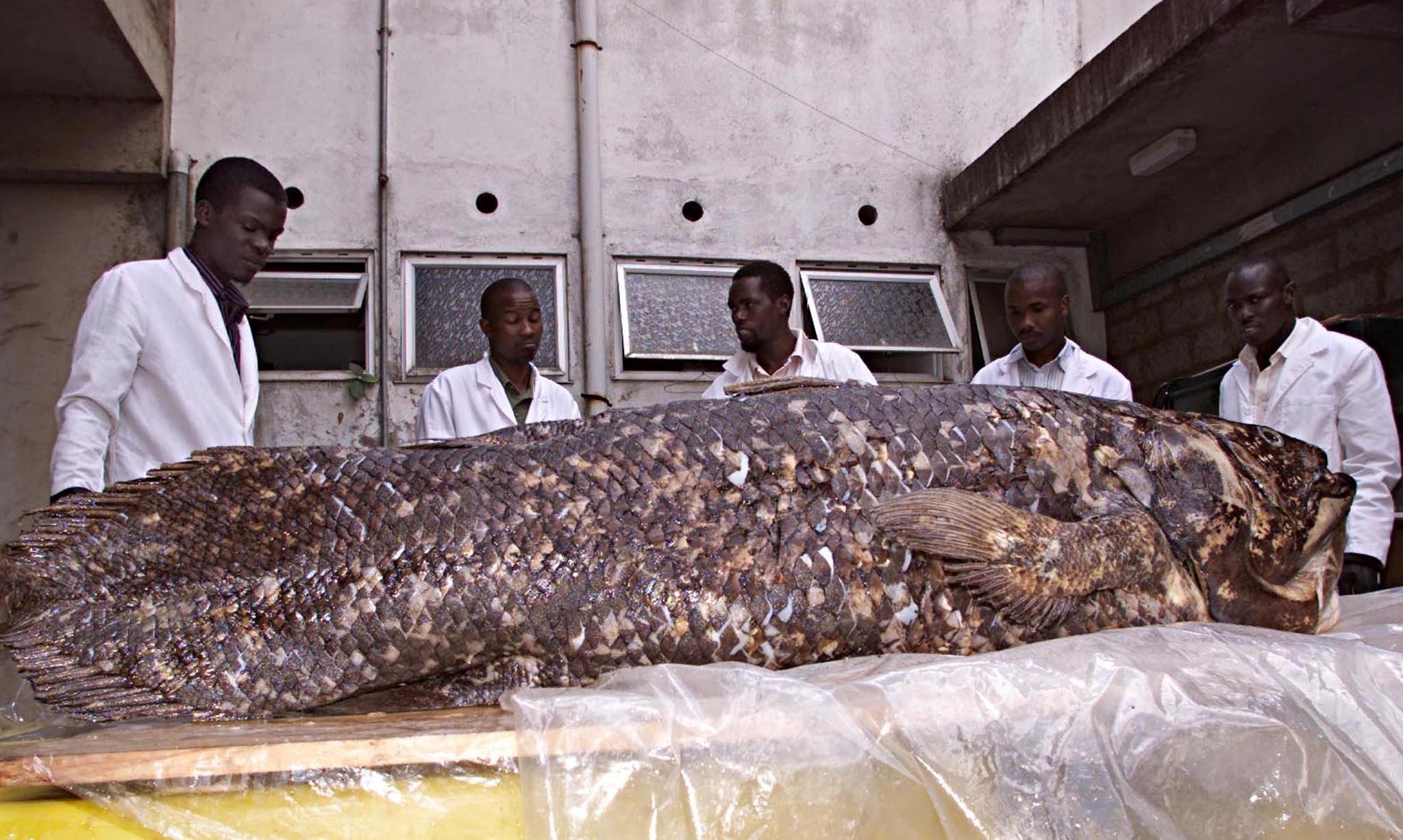 Department of fish studies personnel at the National Museum of Kenya displays a coelacanth weighing 77 kilograms (169 pounds) and measuring 1.7 meters (5.5 feet) that was caught by Kenyan fishermen in the coastal town of Malindi in April 2001, in Kenya, Nov. 19, 2001. (Reuters File Photo)