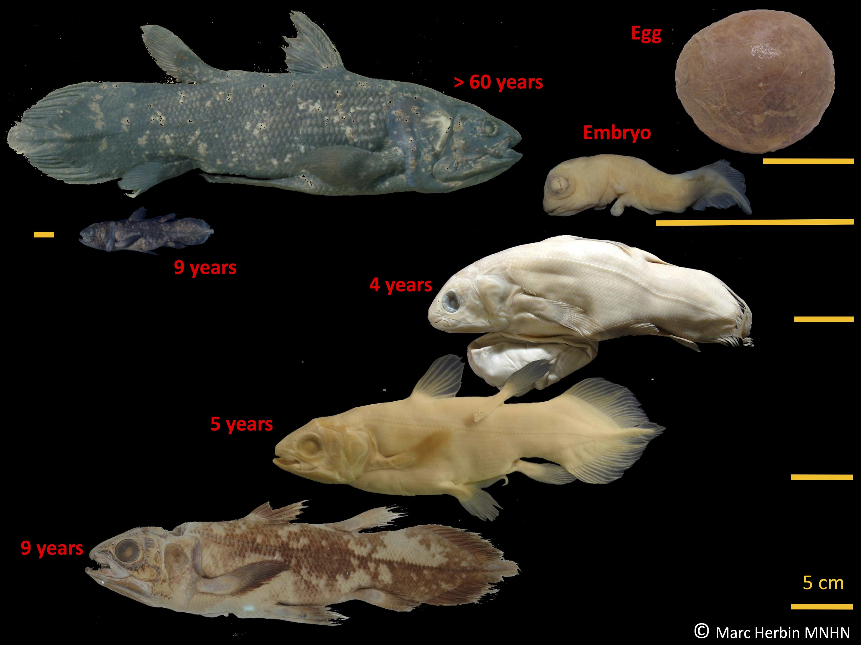 This image shows the development stages of the coelacanth fish. The 'living fossil,' still around from the time of the dinosaurs, can live for 100 years, according to a study published in Current Biology, June 17, 2021. (AP Photo)