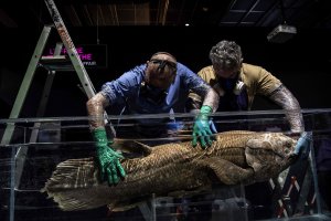 Taxidermists install a coelacanth in a formol-filled tank for the 'Ocean' exhibition ahead of its opening at the National Museum of Natural History (Museum d'Histoire Naturelle) in Paris, France, March 29, 2019. (AFP Photo)
