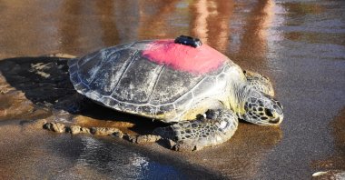 Talay, the green sea turtle, is lying on the beach in Muğla, southwestern Turkey, June 20, 2021. (AA Photo)