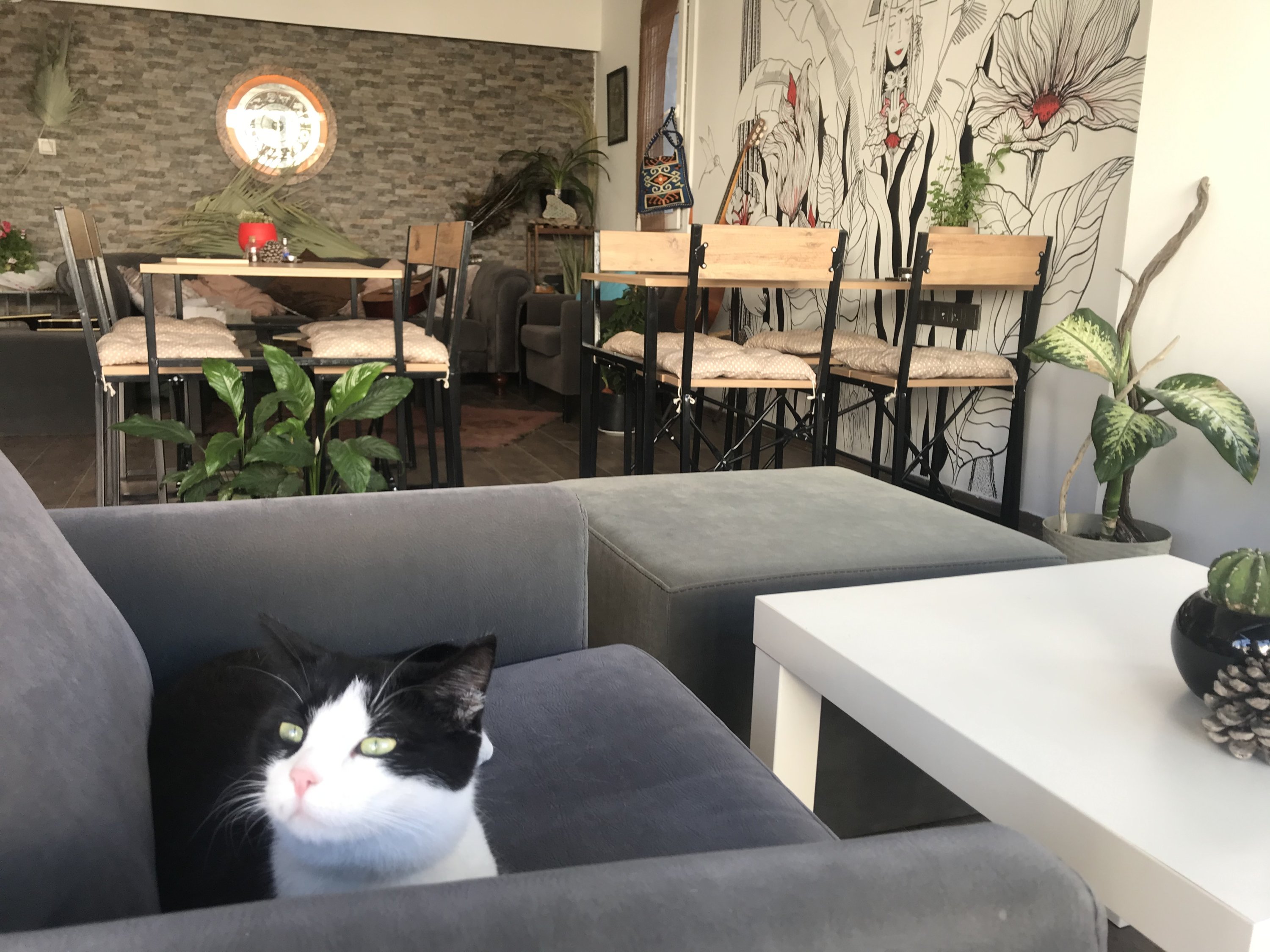 Dalia Vegan Mutfak is a recently opened vegan cafe located in close proximity to the Turgutreis Marina, Bodrum, Turkey. (Didem Önder for Daily Sabah)