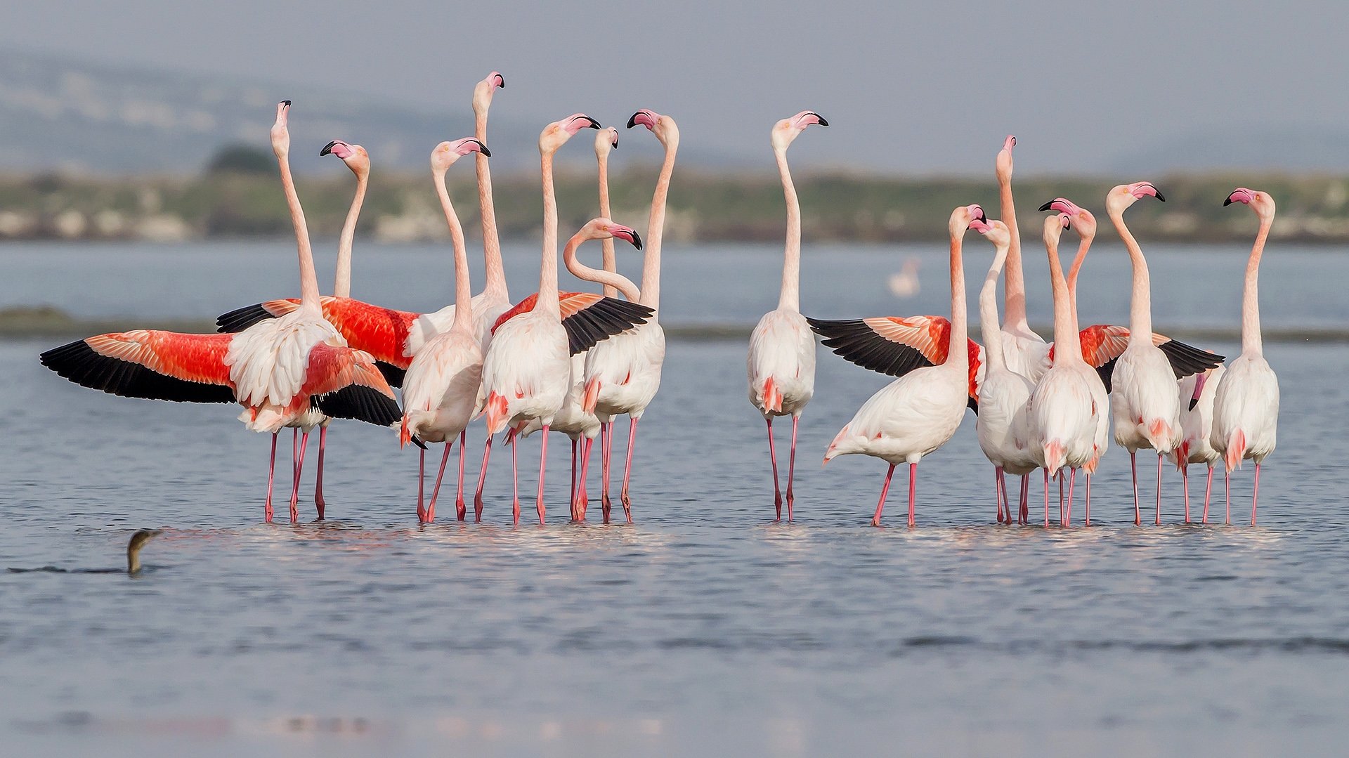 Gediz Delta is home to approximately 10% of the world's flamingo population.