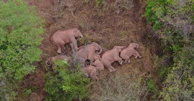 A migrating herd of elephants rests near the Xinyang Township in the Jinning District of Kunming city of southwestern China's Yunnan Province, June 7, 2021. (Yunnan Forest Fire Brigade via AP)