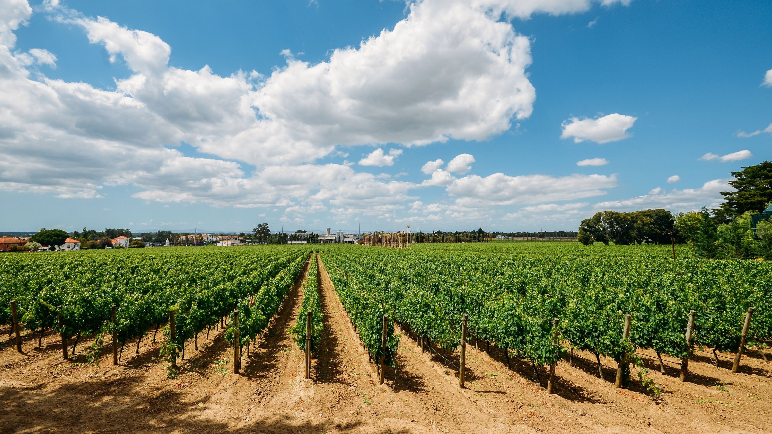 Uma vinha em Ajitavo pode ser encontrada na área Setupal de Portugal.  (Foto do Shutterstock)