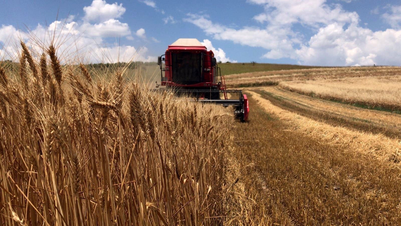 A combine harvester reaps seasonal wheat at a farm in northwestern Edirne province, Turkey, June 20, 2019. (AA Photo)