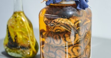 A snake is coiled in a glass in the Disgusting Food Museum in Berlin, Germany. (Annette Riedl/dpa)