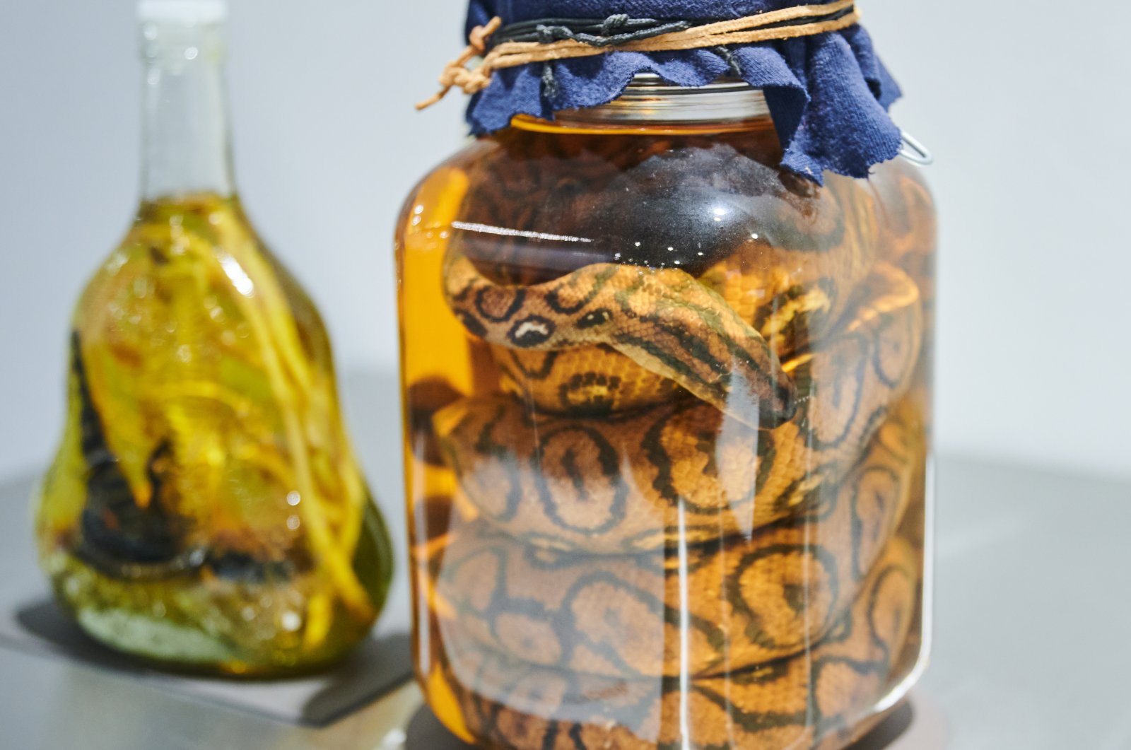 A snake is coiled in a glass in the Disgusting Food Museum in Berlin, Germany. (Annette Riedl/dpa)