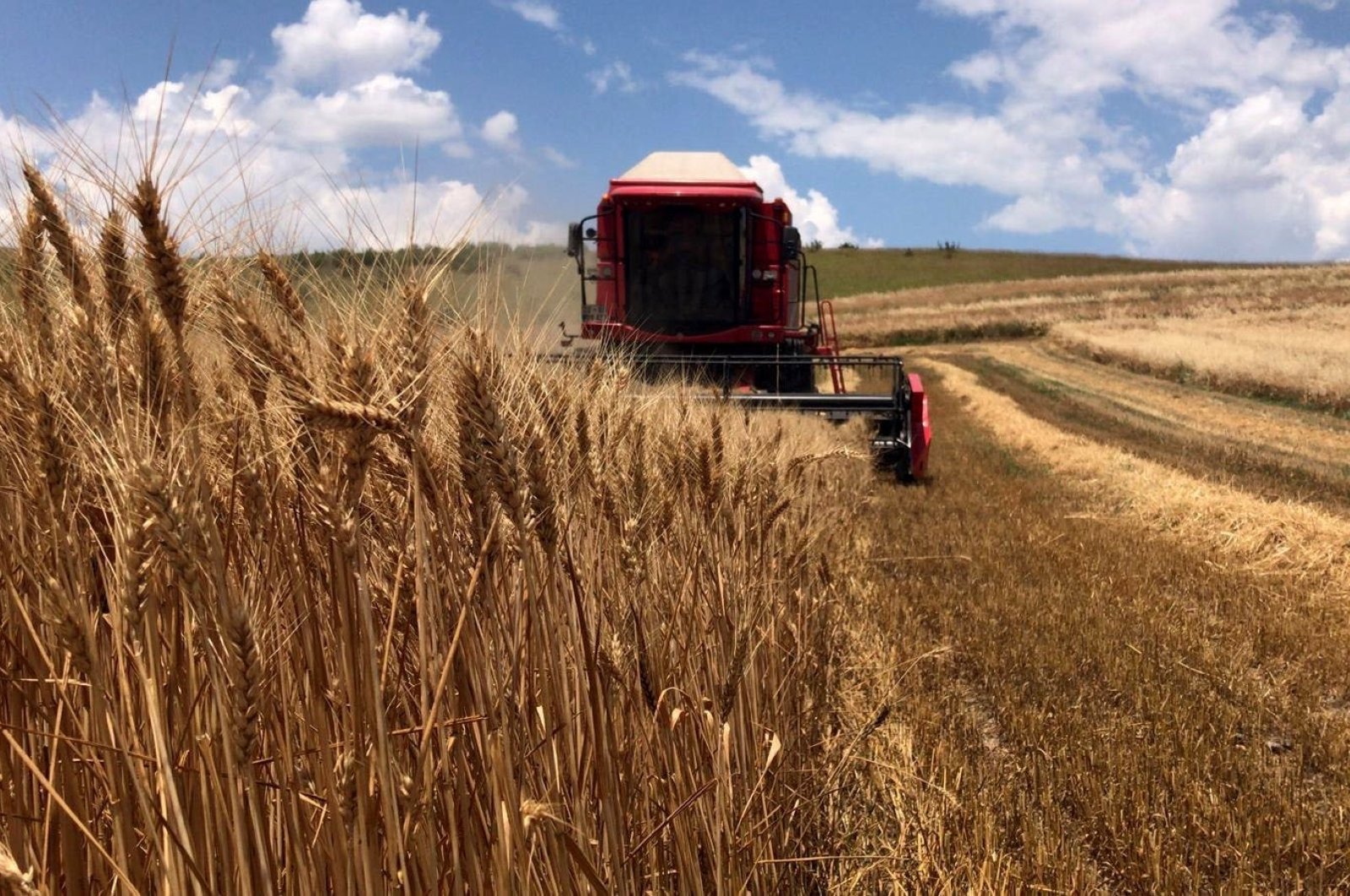 ‘Todas las medidas tomadas para proteger la agricultura turca durante las epidemias’