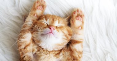 A kitten sleeps on a white carpet. (Shutterstock Photo) 