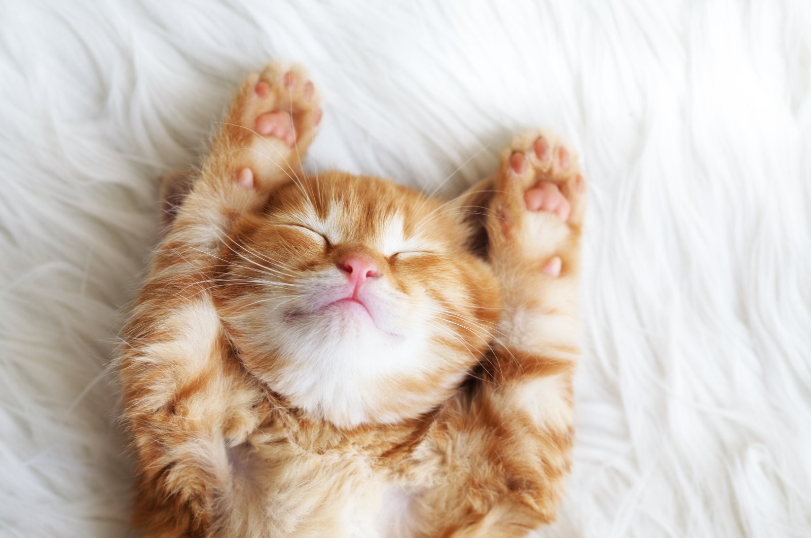 A kitten sleeps on a white carpet. (Shutterstock Photo) 