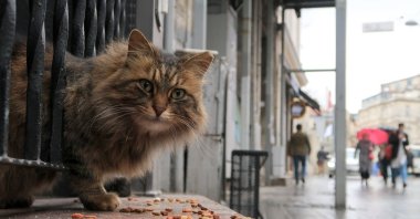 A stray cat eats on a doorstep in Istanbul, Turkey, March 14, 2017. (Getty Images File Photo)