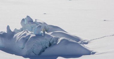 A lone polar bear atop a snow-covered iceberg in the Wandel Sea, Greenland, July 1, 2021. (AFP Photo)