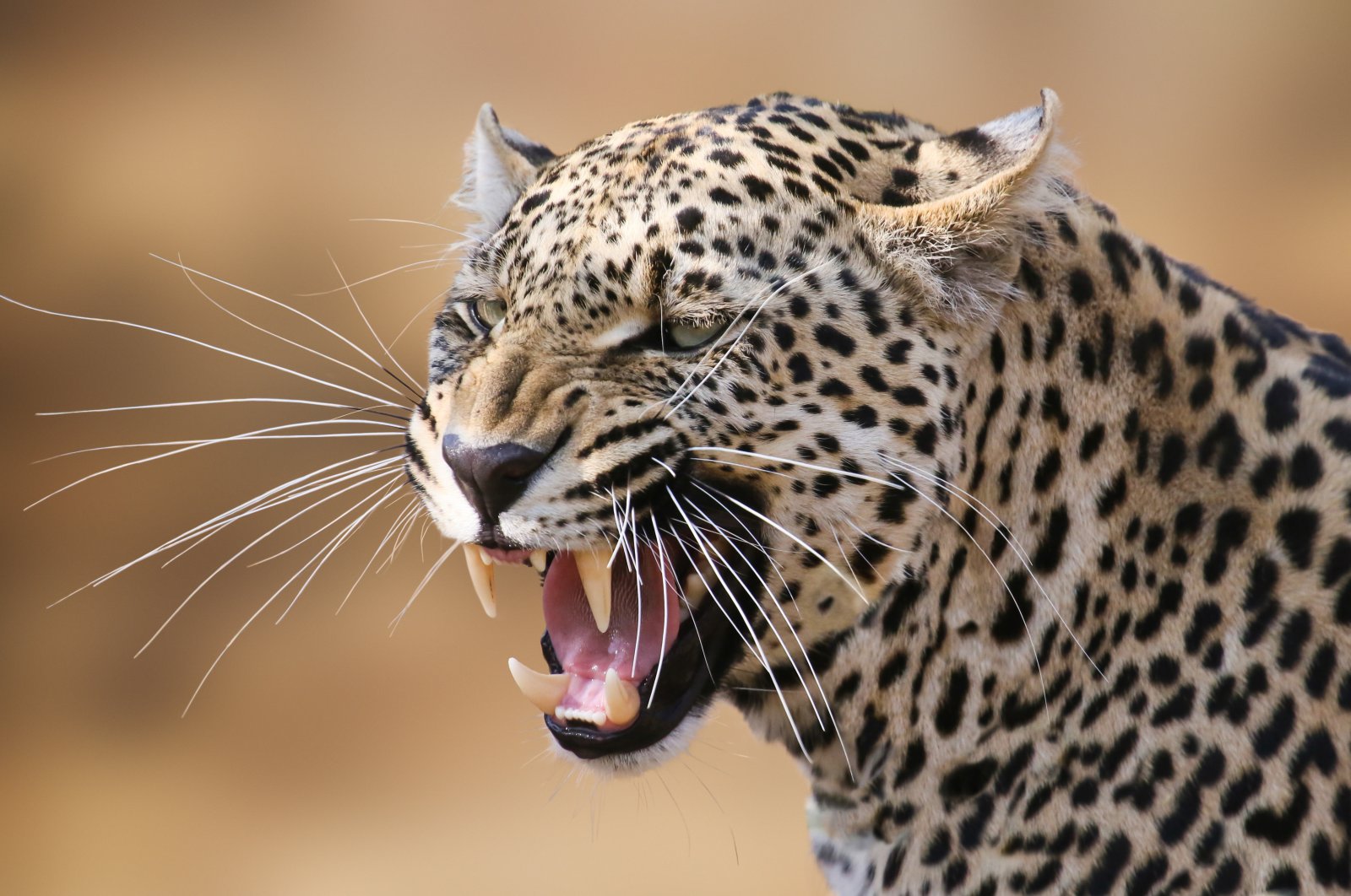 Birthday cake helps Indian brothers escape leopard. (Shutterstock Photo) 