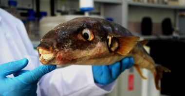 A researcher shows a toadfish captured in Adana, southern Turkey, Dec. 19, 2020. (DHA PHOTO) 