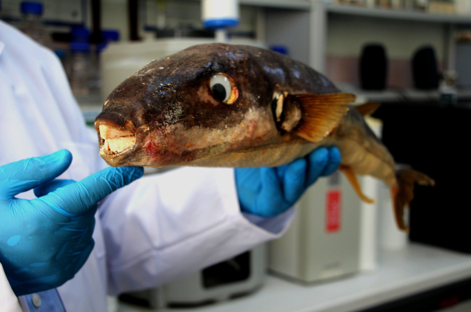 A researcher shows a toadfish captured in Adana, southern Turkey, Dec. 19, 2020. (DHA PHOTO) 