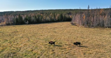 General view of a forest in Russia's Yakutia. (Shutterstock Photo)