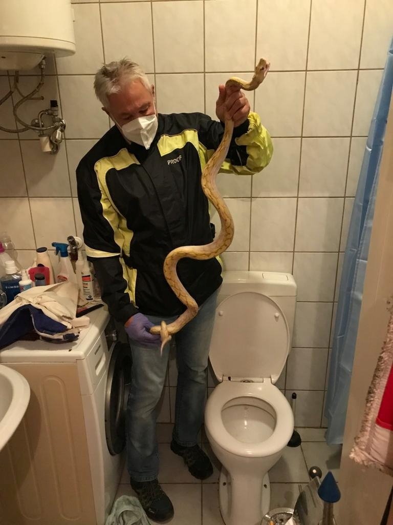 Reptile expert Werner Stangl holds a python that slipped down the drains and bit a person who was sitting on the toilet, in Graz, Austria, July 5, 2021. (Werner Stangl via Reuters)