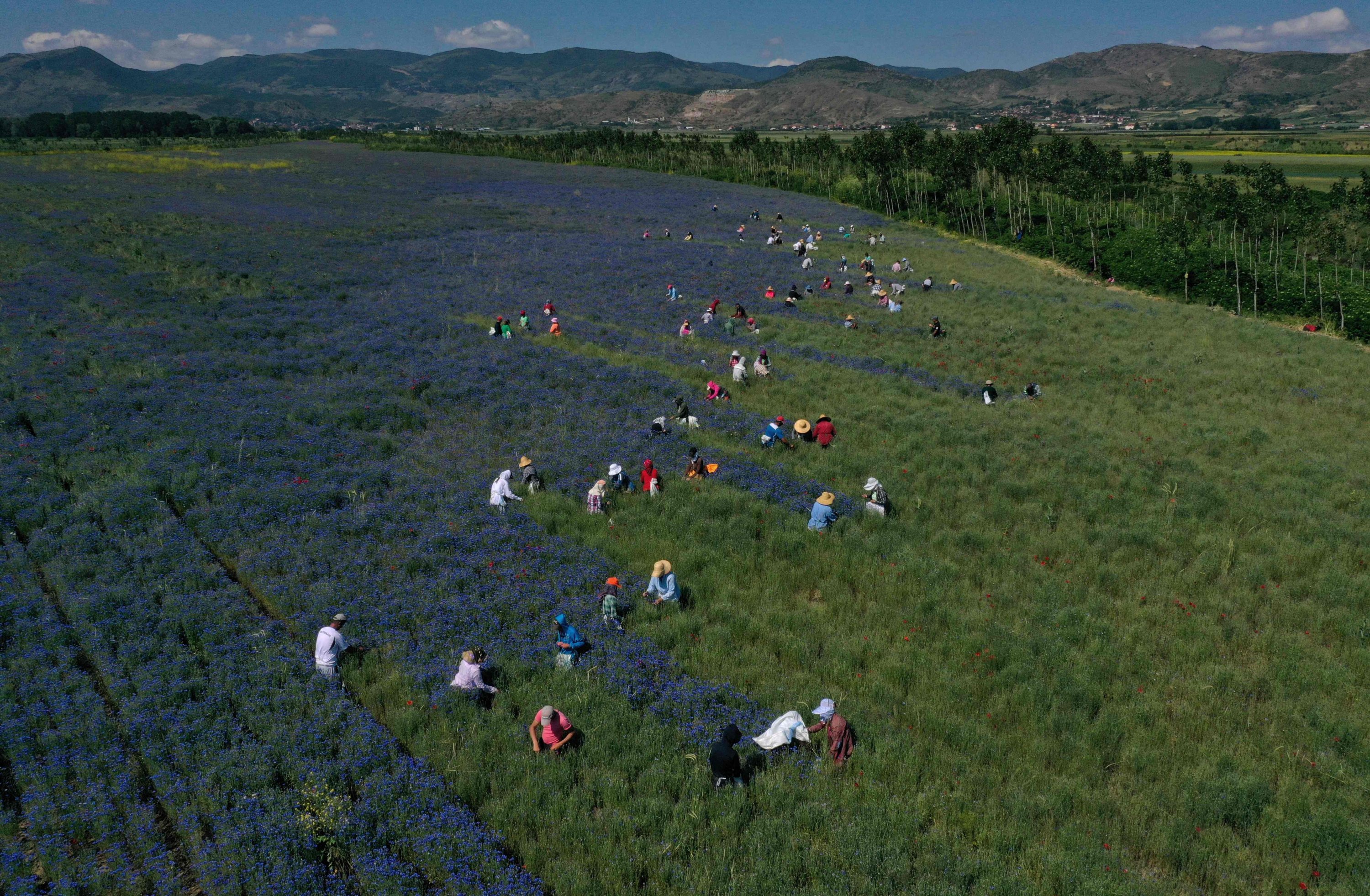 An aerial view shows farmers picking up medicinal herb Centaurea cyanus, commonly known as cornflower, in the village of Sheqeras near the city of Korca, Albania, June 16, 2021. (AFP Photo)