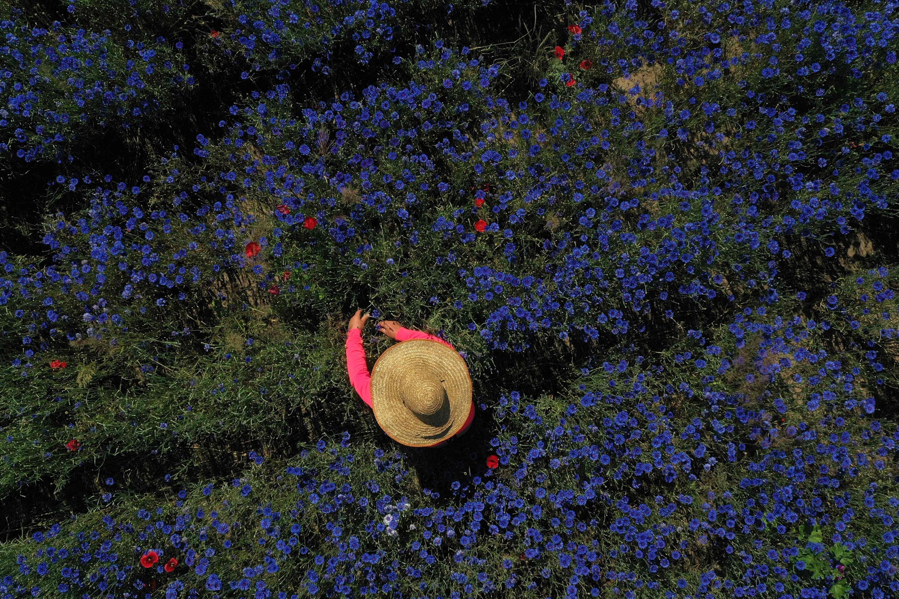 An aerial view shows a woman wearing a hat picking up medicinal herb Centaurea cyanus, commonly known as cornflower, in the village of Sheqeras near the city of Korca, Albania, June 16, 2021. (AFP Photo)
