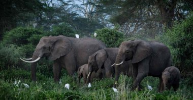 A general view of elephants grazing at Kimana Sanctuary in Kimana, Kenya, March 2, 2021. (AFP Photo)