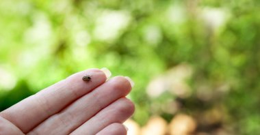 If a small black spot remains after you pull out the tick, it's no cause for alarm: It's just the stinger, which is not infectious. (Shutterstock Photo)
