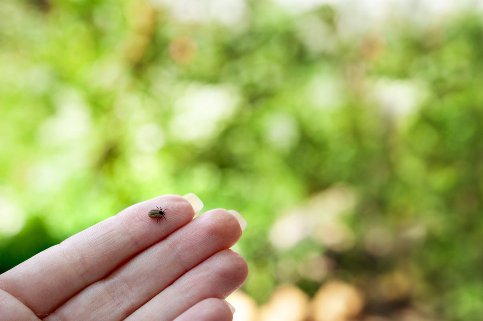 If a small black spot remains after you pull out the tick, it's no cause for alarm: It's just the stinger, which is not infectious. (Shutterstock Photo)