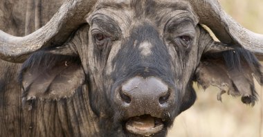 A cape buffalo resembles a prize fighter after a particularly nasty fight, worn, haggard, ears torn, Lake Manyara National Park, Tanzania. (Shutterstock Photo)