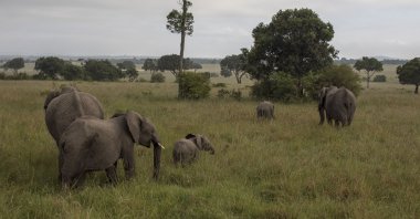 A herd of elephants graze in plains of the Mara North Conservancy, Kenya, Dec 21, 2020. (Getty Images)