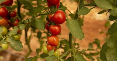 Tomatoes are seen in this picture taken at the freeze-drying plant in Turkey's Gaziantep, July 1, 2021. (IHA Photo]