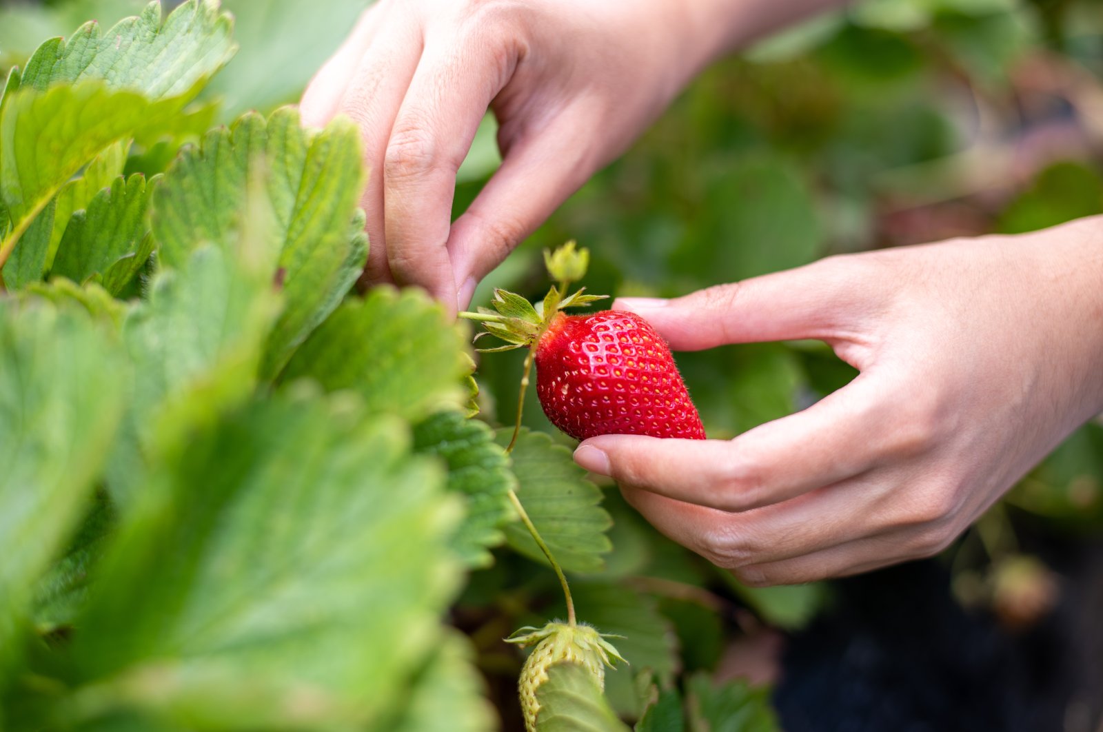 Fresh ripe organic red strawberries are harvested in a garden. (Shutterstock Photo)