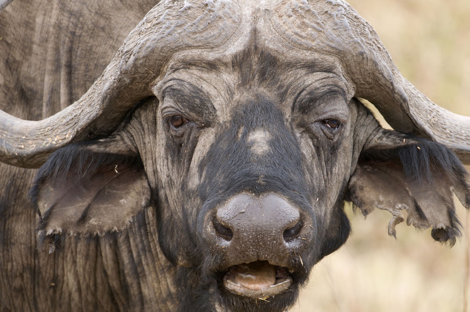 A cape buffalo resembles a prize fighter after a particularly nasty fight, worn, haggard, ears torn, Lake Manyara National Park, Tanzania. (Shutterstock Photo)