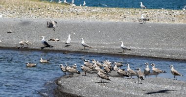 Birds on the shores of Lake Van, in Van, eastern Turkey, July 6, 2021. (DHA PHOTO)