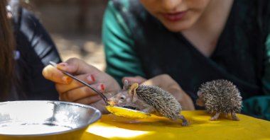 The Süer children feed the baby hedgehogs in Diyarbakır, southeastern Turkey, July 8, 2021. (AA PHOTO)