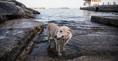 A dog stands in the sea in the Kadıköy district of Istanbul, Turkey, June 7, 2020. (Getty Images)