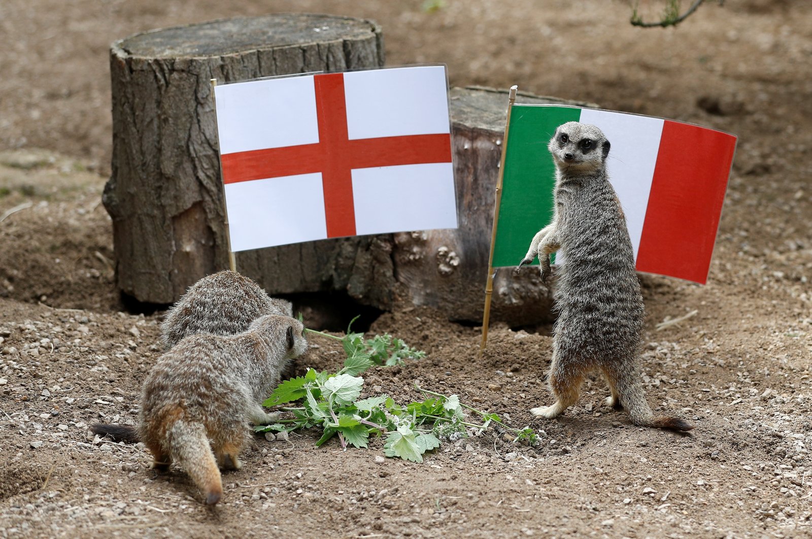 Meerkats play alongside England and Italy flags ahead of the Euro 2020 final, at ZSL London Zoo, London, England, July 8, 2021. (Reuters Photo)