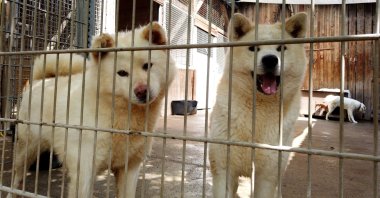 Dogs are pictured in an animal shelter in Reichelsheim, Germany, July 7, 2021. (Reuters Photo)