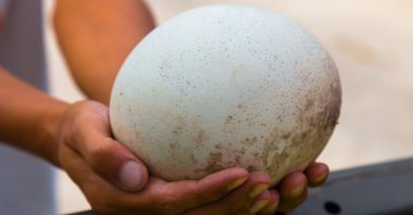A man holding an ostrich egg. (Shutterstock Photo)