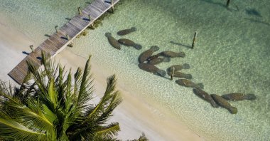 Manatees crowd together near the warm-water outflows from Florida Power & Light's plant in Riviera Beach, Florida, U.S., Feb. 5, 2021. (AP Photo)