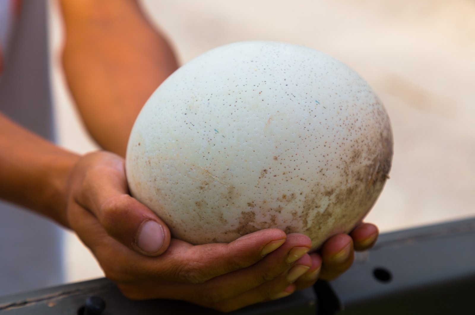 A man holding an ostrich egg. (Shutterstock Photo)