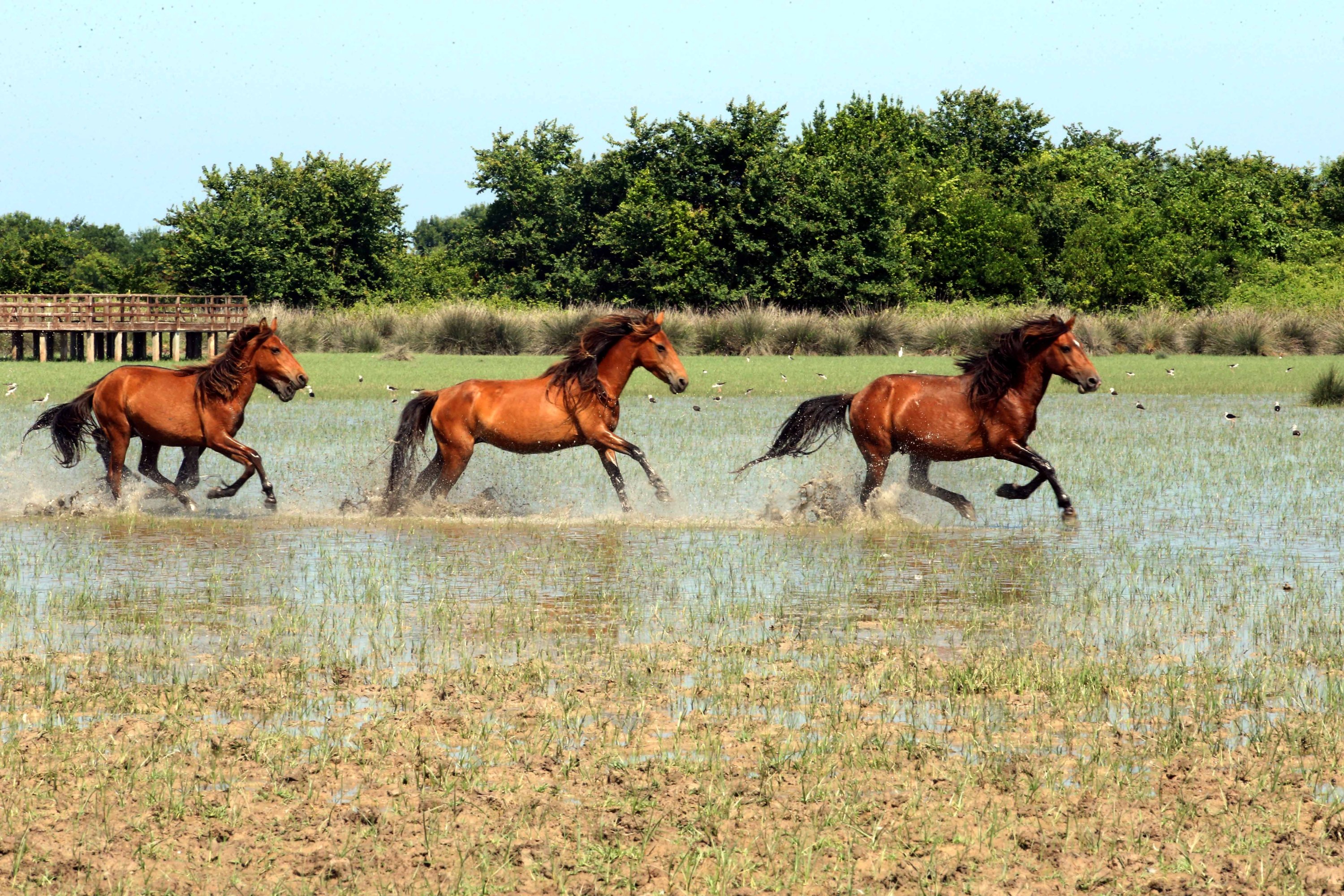 Yılkı horses, or Anatolian free-roaming horses. (AA Photo) 