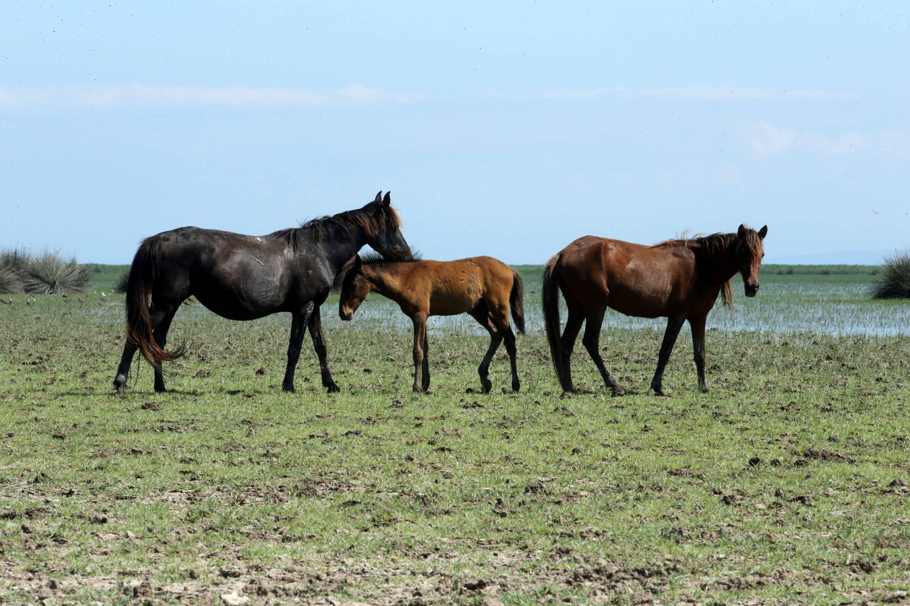 Yılkı horses, or Anatolian free-roaming horses. (AA Photo) 