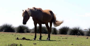 Yılkı horses, or Anatolian free-roaming horses. (AA Photo) 
