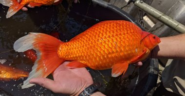 A person holds an oversized goldfish found in Keller Lake near Burnsville, Minnesota, U.S., in this undated photo. (Photo: City of Burnsville, Twitter: @BurnsvilleMN)