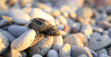 A newborn Caretta caretta heads toward the sea on a beach in Antalya, southern Turkey, July 11, 2021. (AA PHOTO)