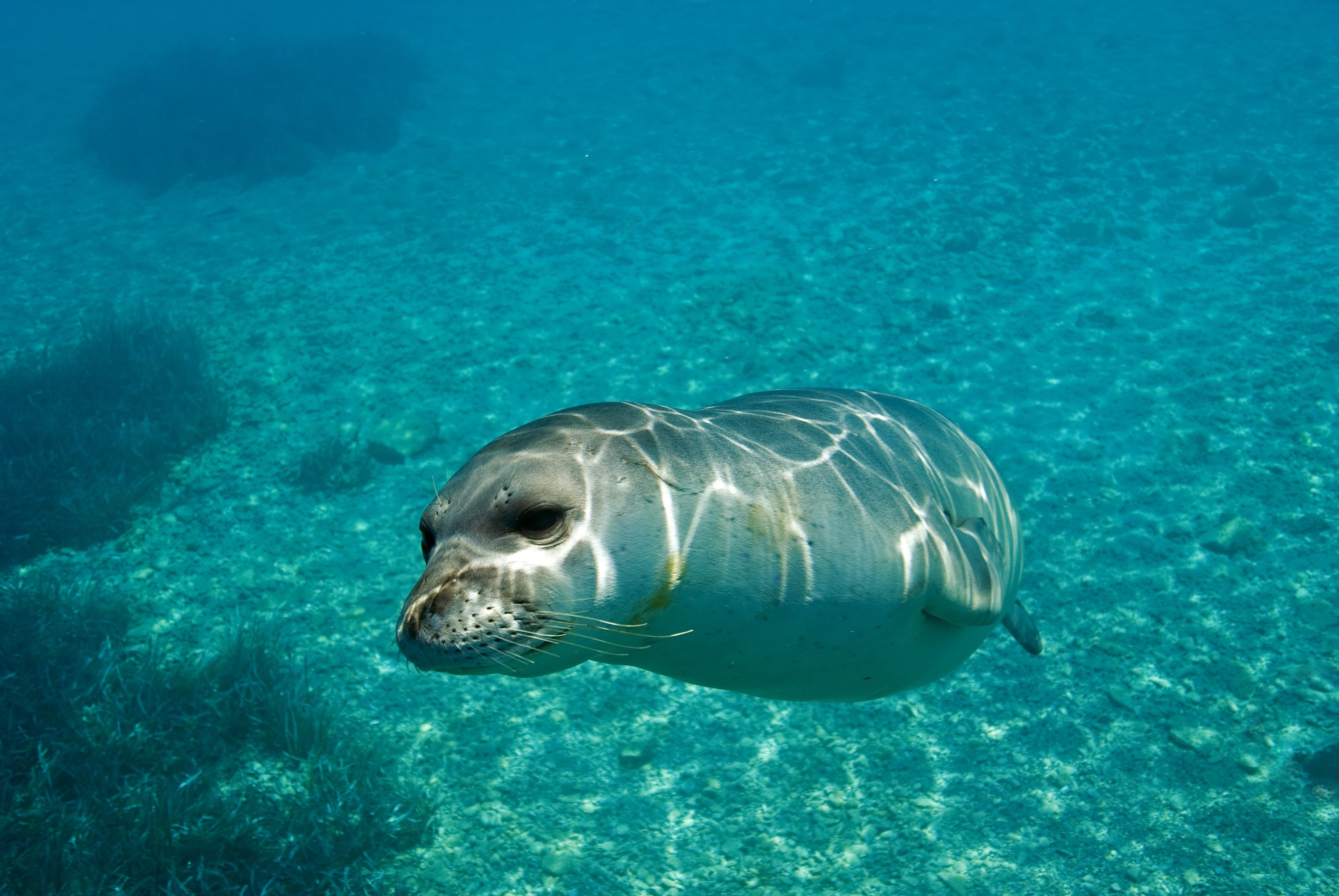 3/4 of Mediterranean monk seal population lives on Turkish, Greek coasts |  Daily Sabah