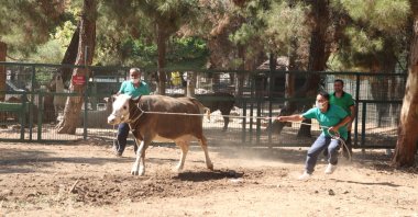 Catchers pull a bull they lassoed during a training session, in Gaziantep, Turkey, July 13, 2021. (AA PHOTO)